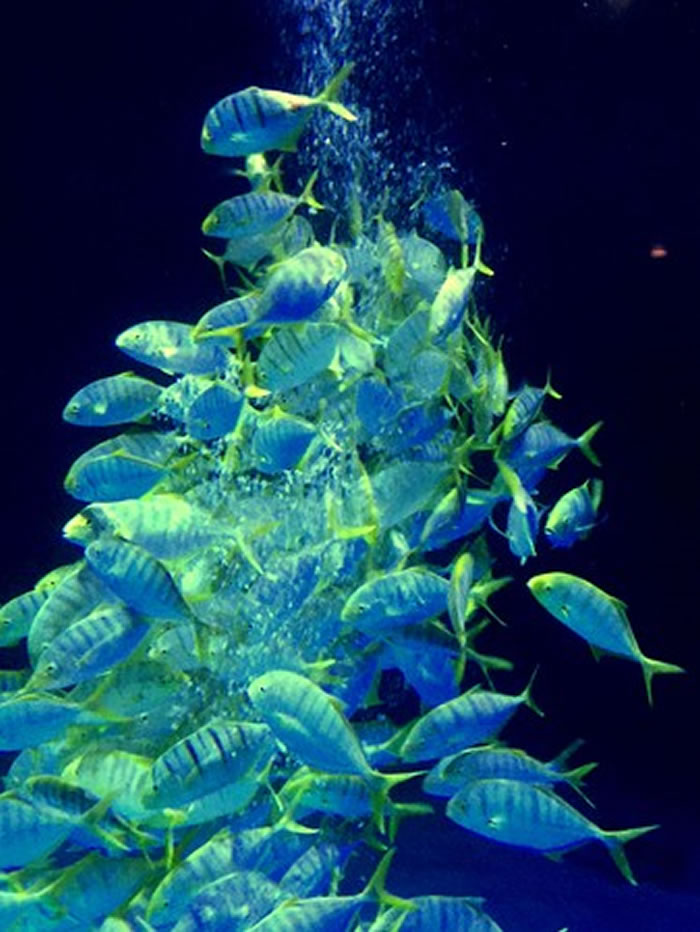 ��������С��Ϊ��û���Ե����ƽ��������и����ϴ��ǻ�