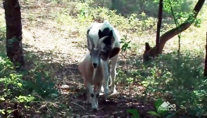 ��ɽ��Ϊä���������Ѵ�·16��