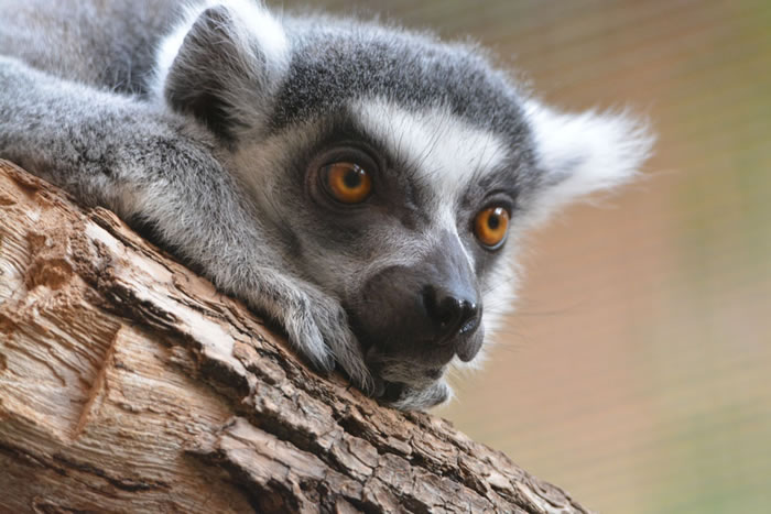 能够散播种子的狐猴的灭绝可能对马达加斯加森林的健康产生不利影响