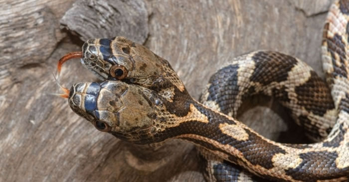 美国堪萨斯州野生双头蛇 其中一个头会攻击另一个头