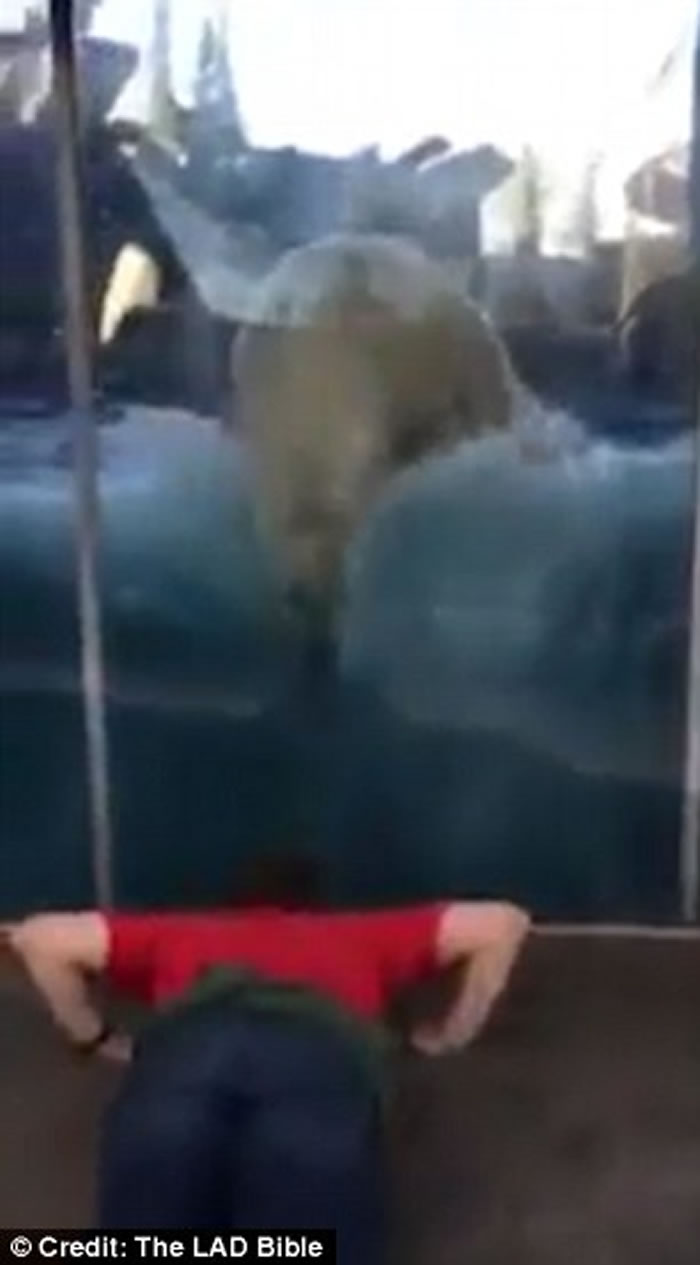 Ӣ���ո�����ԭҰ����԰������ѧ�ο�������ͦ��