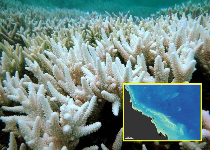 专家指大堡礁珊瑚白化情况极严重。小图显示白化的珊瑚带。
