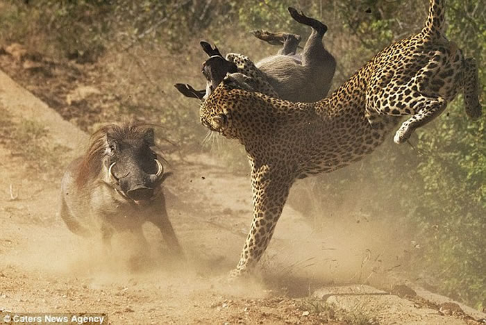 �Ϸǿ�³����ҹ�԰���������������ð��ײ�ɻ���