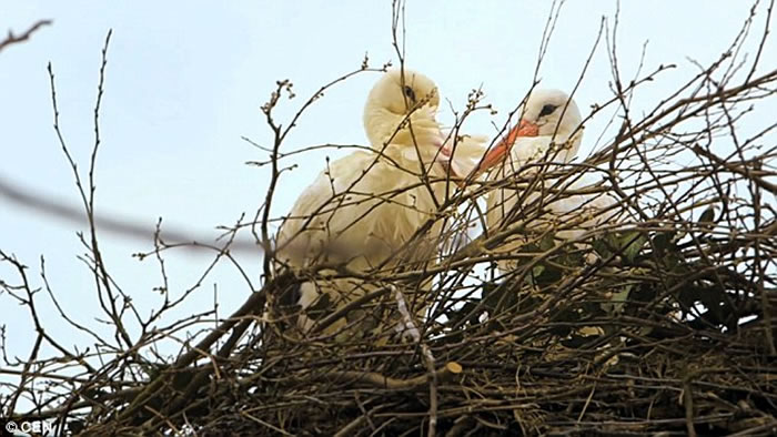 母鹳鸟在克罗地亚遭猎人射伤翅膀 公鹳鸟15年来坚持每年飞13000公里回来相聚