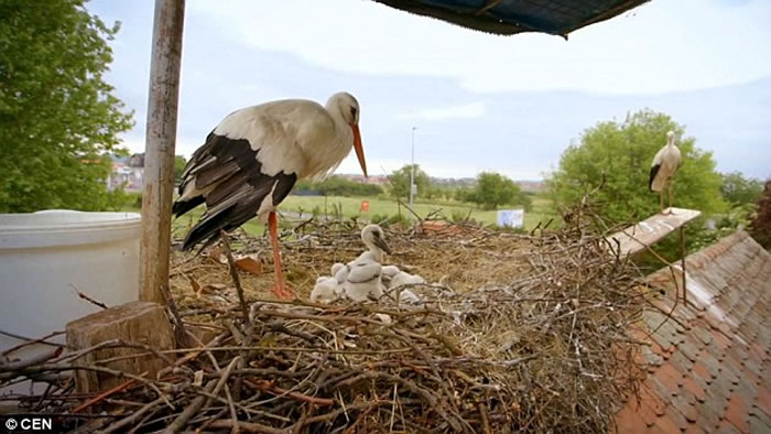 母鹳鸟在克罗地亚遭猎人射伤翅膀 公鹳鸟15年来坚持每年飞13000公里回来相聚