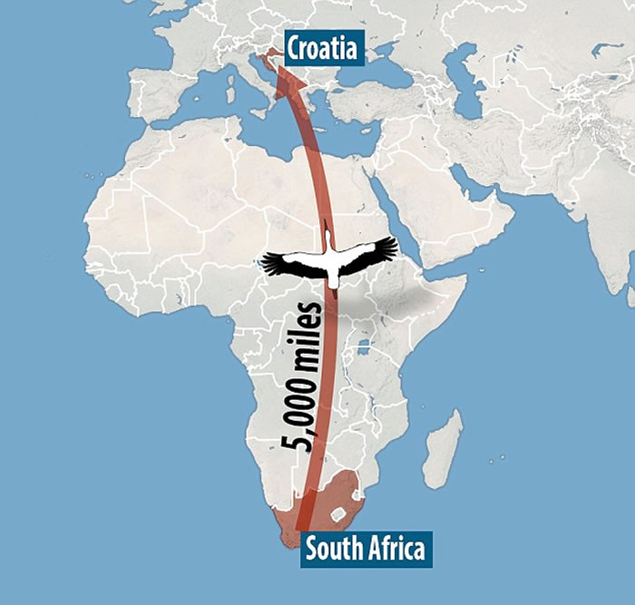母鹳鸟在克罗地亚遭猎人射伤翅膀 公鹳鸟15年来坚持每年飞13000公里回来相聚