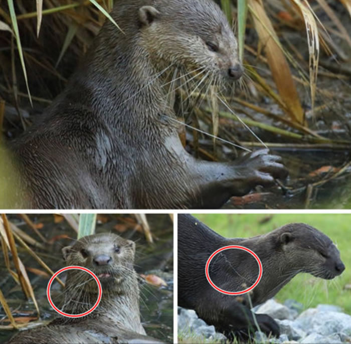 �¼��±����嶫��԰��Bay East Garden������Ҳ������ˮ̡������߲��ƣ����Ҳ��޴󰭡�