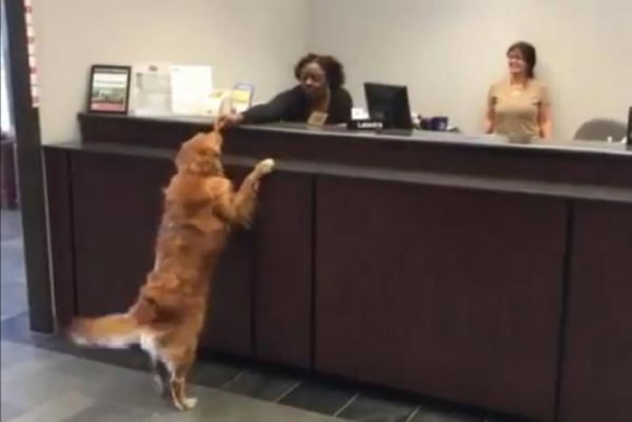 ���˰�������ʳ�������� �����ƽ���ȮGracie�����С���ģ���ȷ���