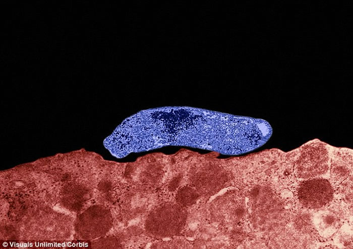 最新研究提出欧洲穴居人很有可能曾经感染过智人从非洲带来的疾病