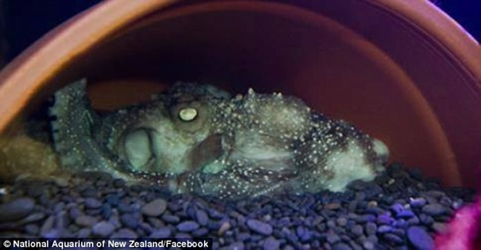 ������ˮ�������Inky���ݡ��̼�2016�������� ������ˮ���ӻش�