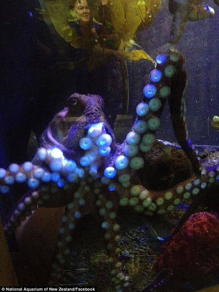 ������ˮ�������Inky���ݡ��̼�2016�������� ������ˮ���ӻش�