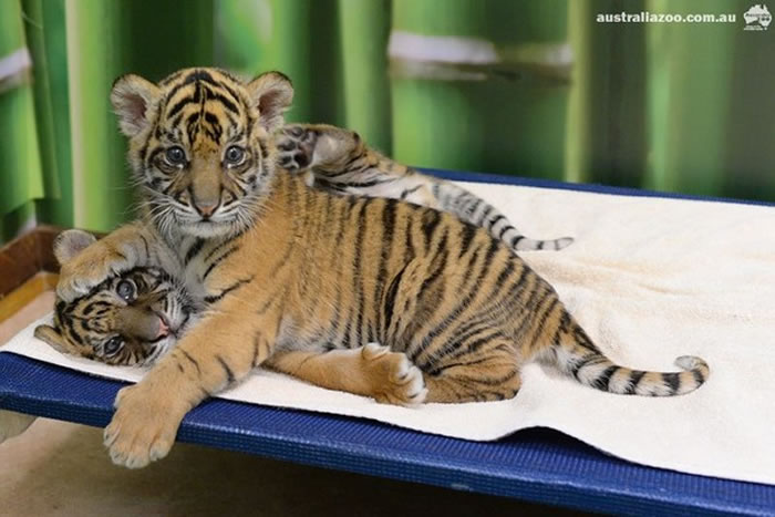 澳洲动物园在今年2月的时候,已经有一对苏门答腊虎宝宝问世。