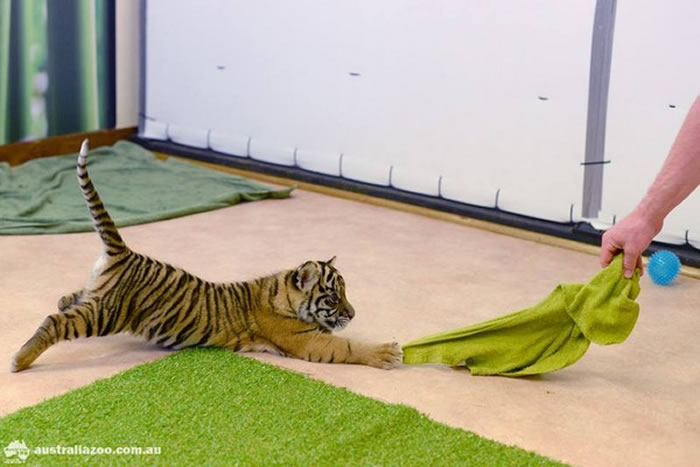 澳洲动物园在今年2月的时候,已经有一对苏门答腊虎宝宝问世。