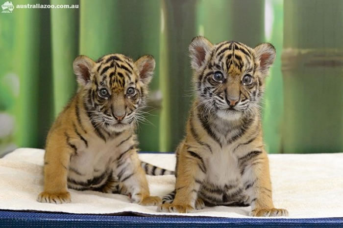 澳洲动物园在今年2月的时候,已经有一对苏门答腊虎宝宝问世。