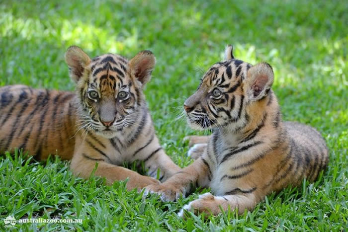 澳洲动物园在今年2月的时候,已经有一对苏门答腊虎宝宝问世。