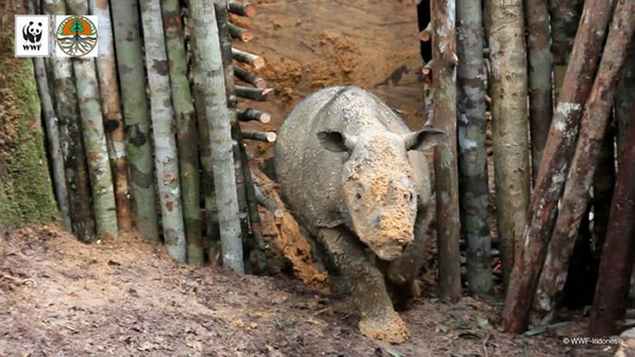 WWF曾公布犀牛活力奔跑的景象,所有研究人员都对于这只犀牛的出现而激动不已。