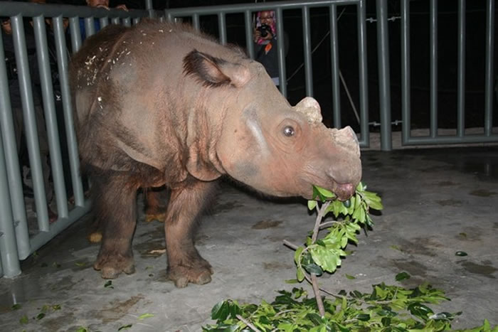 美国辛辛那提动物园目前正在进行苏门答腊犀牛的复育计划。