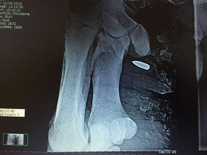 �ӵ�����Ϭţ�Ľ�