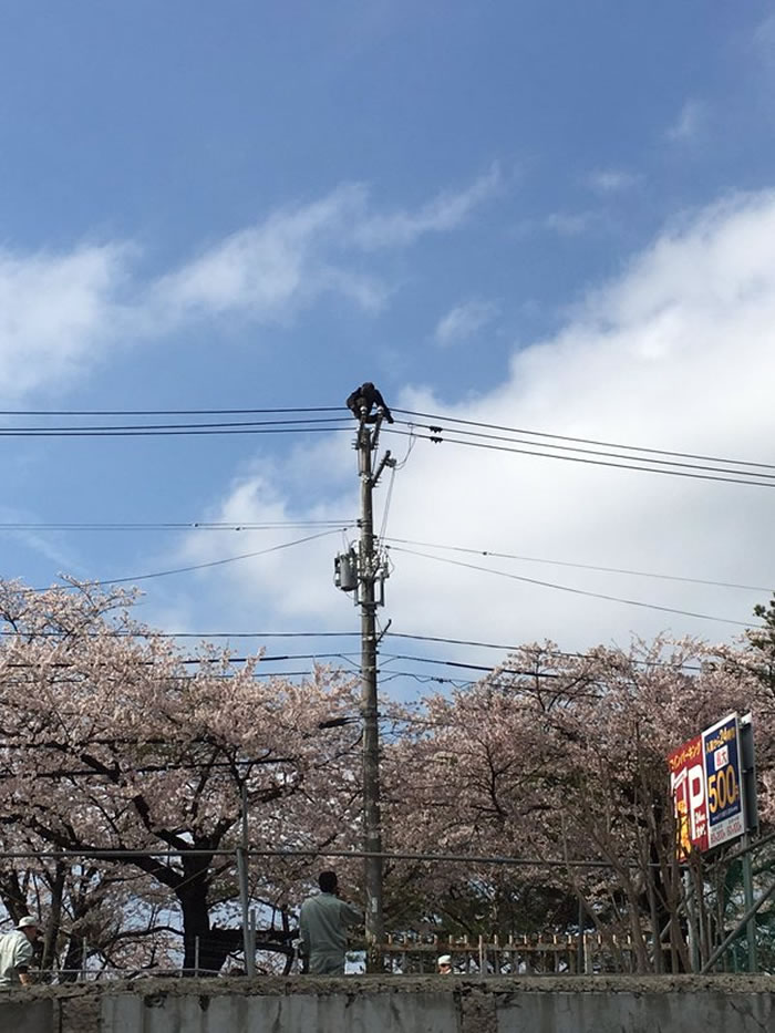 日本仙台八木山动物园黑猩猩爬电线杆大逃亡 中麻醉枪后还逞凶