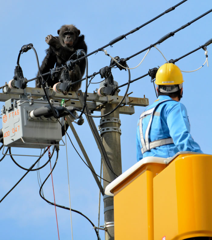 日本仙台八木山动物园黑猩猩爬电线杆大逃亡 中麻醉枪后还逞凶