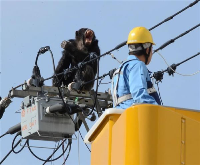 日本仙台八木山动物园黑猩猩爬电线杆大逃亡 中麻醉枪后还逞凶