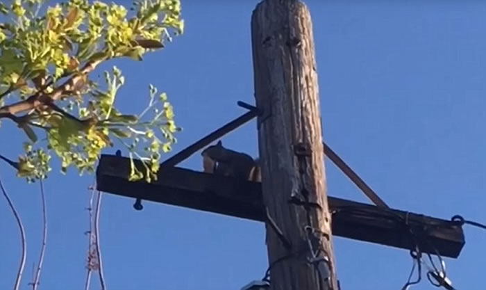 美国波特兰贪吃松鼠咬住大块薄饼爬上电线杆慢