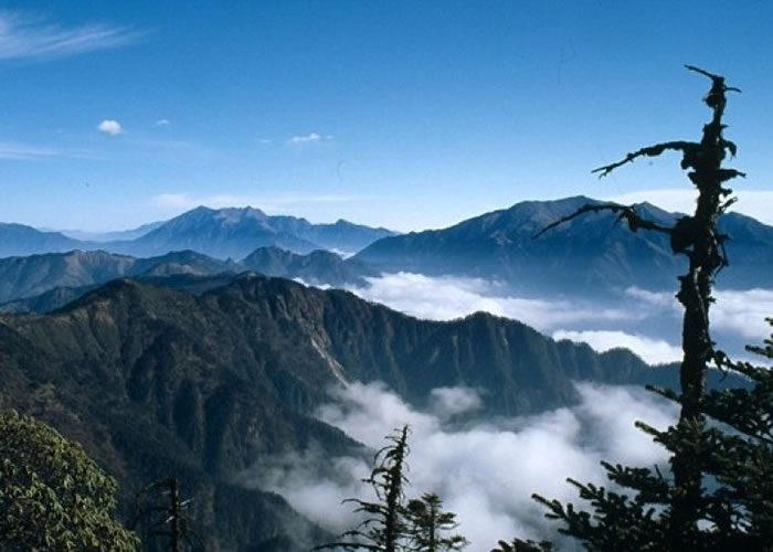 �Ĵ�����è��Ϣ��֮һ������