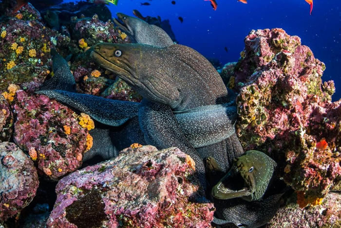 岩石间藏匿的掠食者:花斑裸胸鯙(Fine spotted moray)在加拉巴哥群岛的沃尔夫岛一带数量丰富。 PHOTOGRAPH BY ENRIC SALA