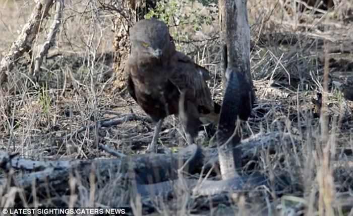 罕见画面:南非克鲁格国家公园拍摄到蛇雕与眼镜蛇的世纪对决