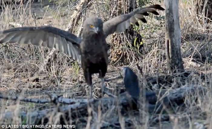 罕见画面:南非克鲁格国家公园拍摄到蛇雕与眼镜蛇的世纪对决