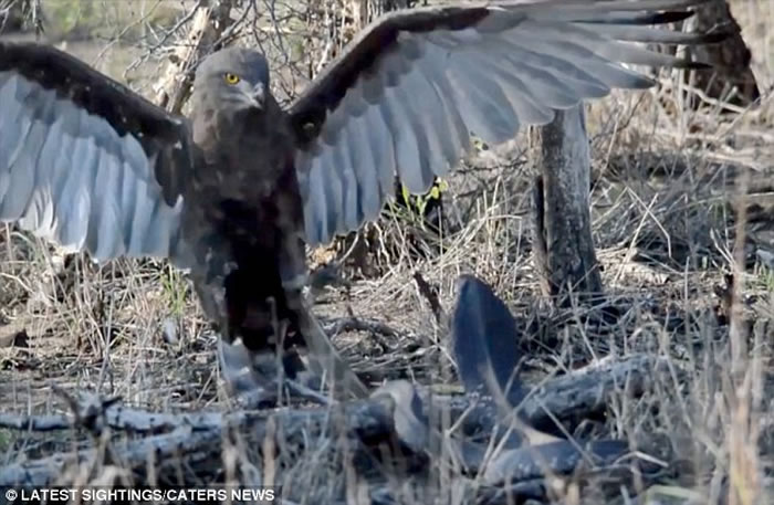 罕见画面:南非克鲁格国家公园拍摄到蛇雕与眼镜蛇的世纪对决