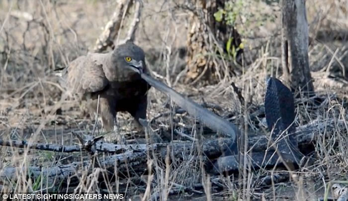 罕见画面:南非克鲁格国家公园拍摄到蛇雕与眼镜蛇的世纪对决
