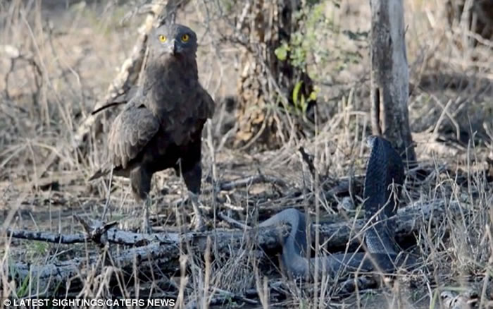 罕见画面:南非克鲁格国家公园拍摄到蛇雕与眼镜蛇的世纪对决