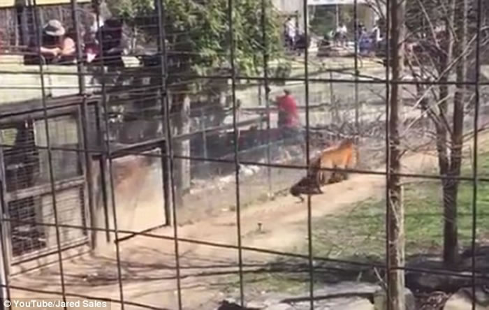 美国佛罗里达州棕榈湾动物园女饲养员在表演前喂食马来虎却惨死虎口