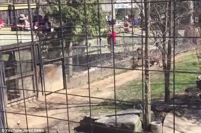 美国佛罗里达州棕榈湾动物园女饲养员在表演前喂食马来虎却惨死虎口