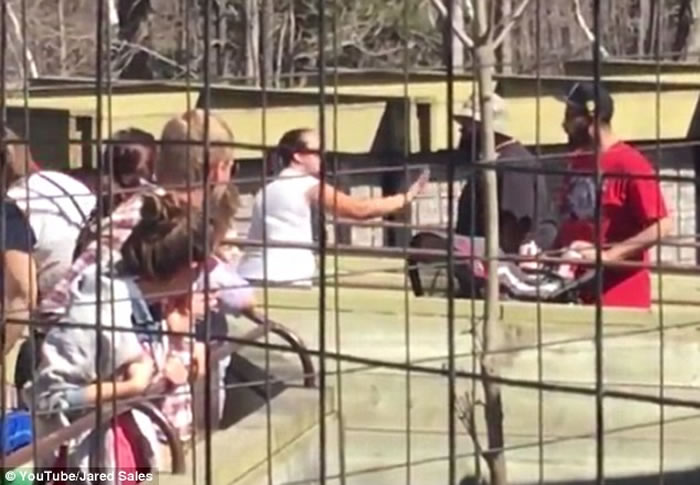 美国佛罗里达州棕榈湾动物园女饲养员在表演前喂食马来虎却惨死虎口