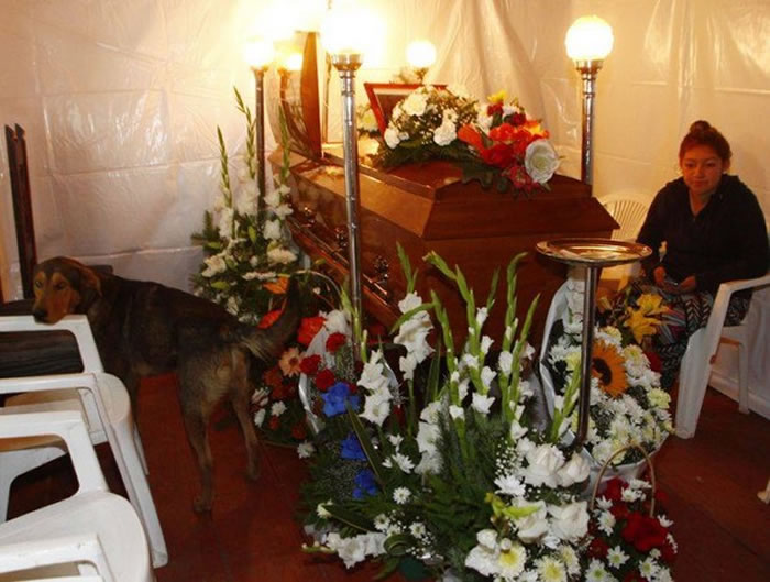 多奇不愿意离开棺木旁边