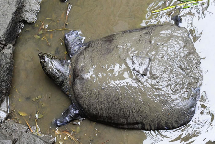 2015年在中国苏州动物园内的巨型软壳母鳖。 PHOTOGRAPH BY CHINAFOTOPRESS, GETTY