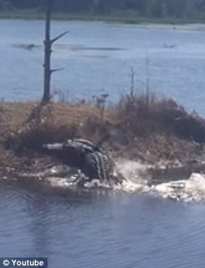 美国佛罗里达州出现鳄鱼吃鳄鱼骇人景象