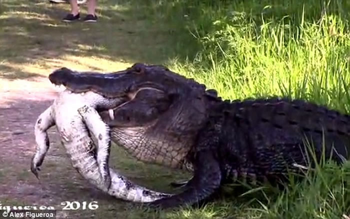 美国佛罗里达州出现鳄鱼吃鳄鱼骇人景象