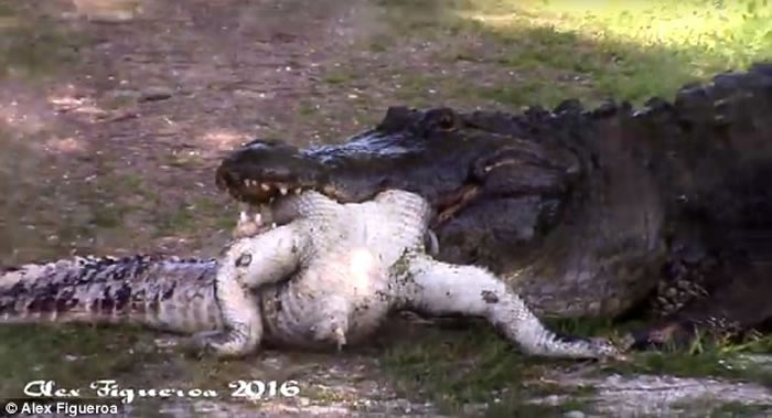 美国佛罗里达州出现鳄鱼吃鳄鱼骇人景象