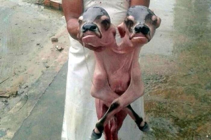 ׳ɱĸţʱڸз˫ͷСţ̥Ż