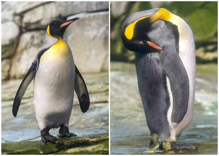 Stan(左图)及Olli(右图)互生情愫。