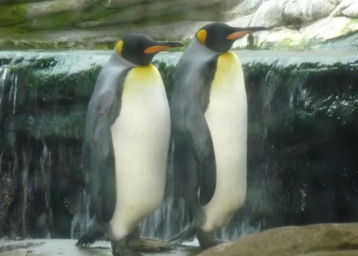 园方将会Stan及Olli送到汉堡哈根贝克动物园。