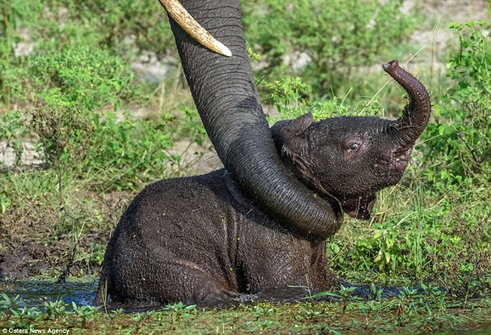 ���޲�������С����ˮ�� �������������æ����