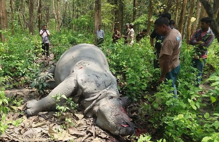 犀牛伏尸地上,角被割去。