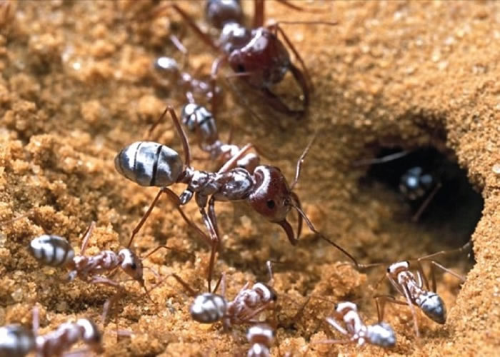 �����������ܹ�����ɳĮ���»�������ë���йء�