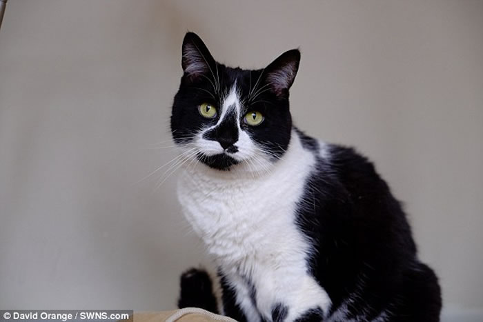 Ӣ��è���ս��Сʱ�ݽ��� ����ͨƬ��è���������һ��