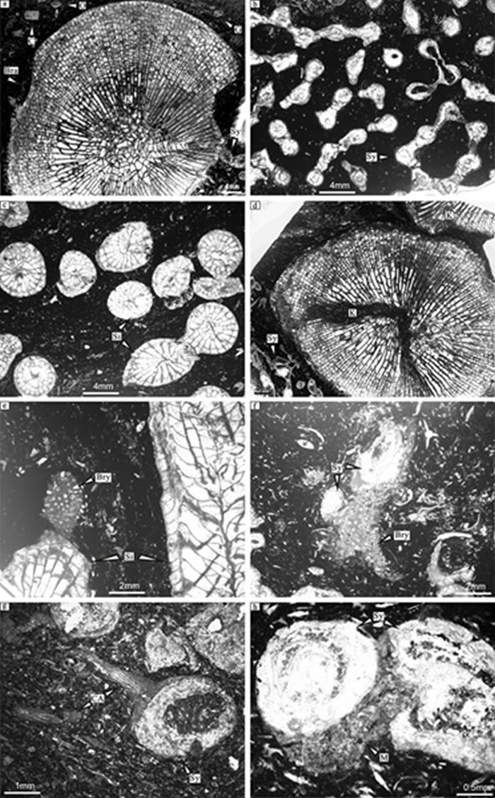 ɺ΢ͣ(a) ɺϻң(b-d) ѹɺ, Թɺ͹ɺ-ѹɺϻҺ͹Ǽң(e-h) ɺ̦޺棬΢Ư