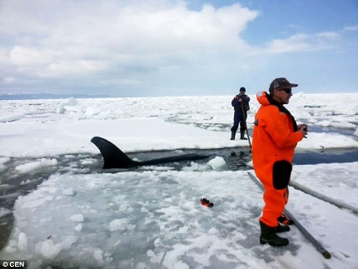 俄罗斯鄂霍次克海4只虎鲸被困充满冰与岩石的浅湾 人狗奋力营救8小时